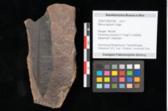 Foto (Objekt + Etikett) von Myrica lignitum Unger (NHMW-GEO-2024-0188-0708)